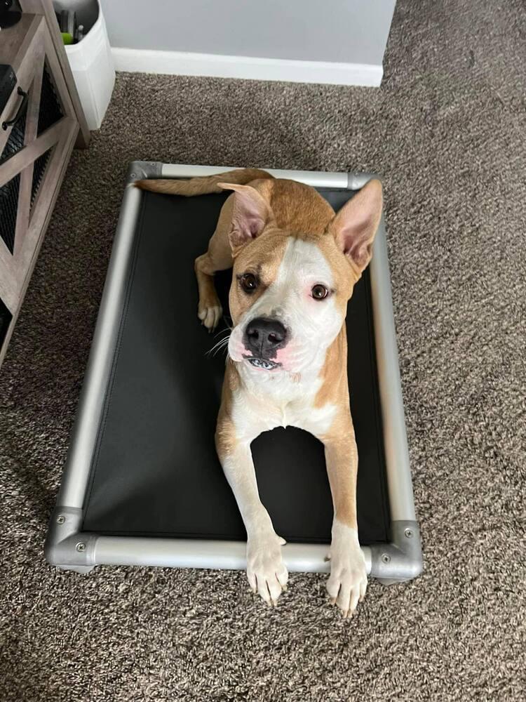 Enlarge Duke #2, a Adopted mixed breed in Indianapolis, IN image 1/2