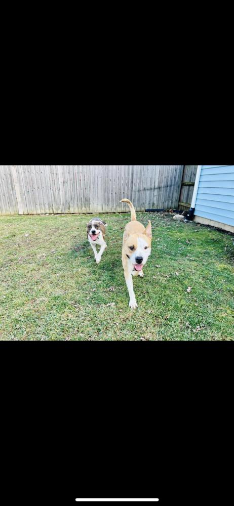 Enlarge Duke #2, a Adopted mixed breed in Indianapolis, IN image 2/2