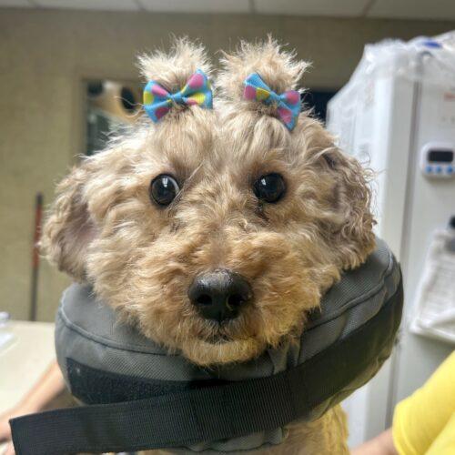 Starfish, Adoptable, Young Female Miniature Poodle.