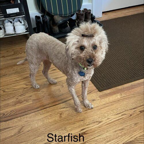 Starfish, a Adoptable Miniature Poodle in Broken Arrow, OK image 2/5
