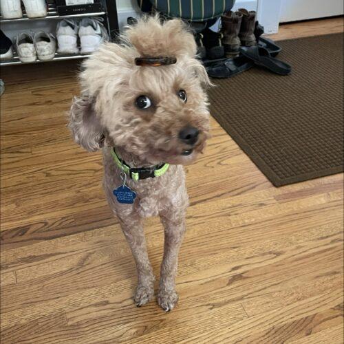 Starfish, a Adoptable Miniature Poodle in Broken Arrow, OK image 3/5