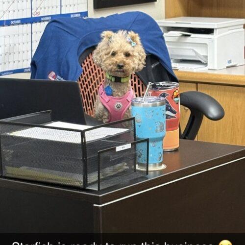 Starfish, a Adoptable Miniature Poodle in Broken Arrow, OK image 4/5