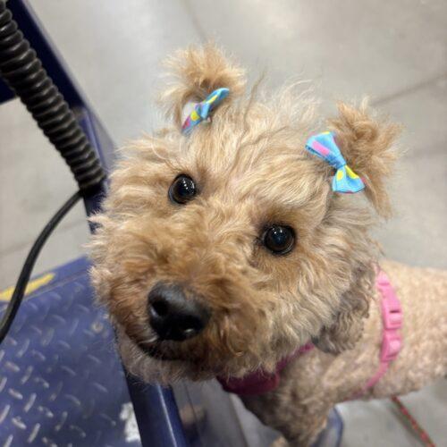 Starfish, a Adoptable Miniature Poodle in Broken Arrow, OK image 5/5
