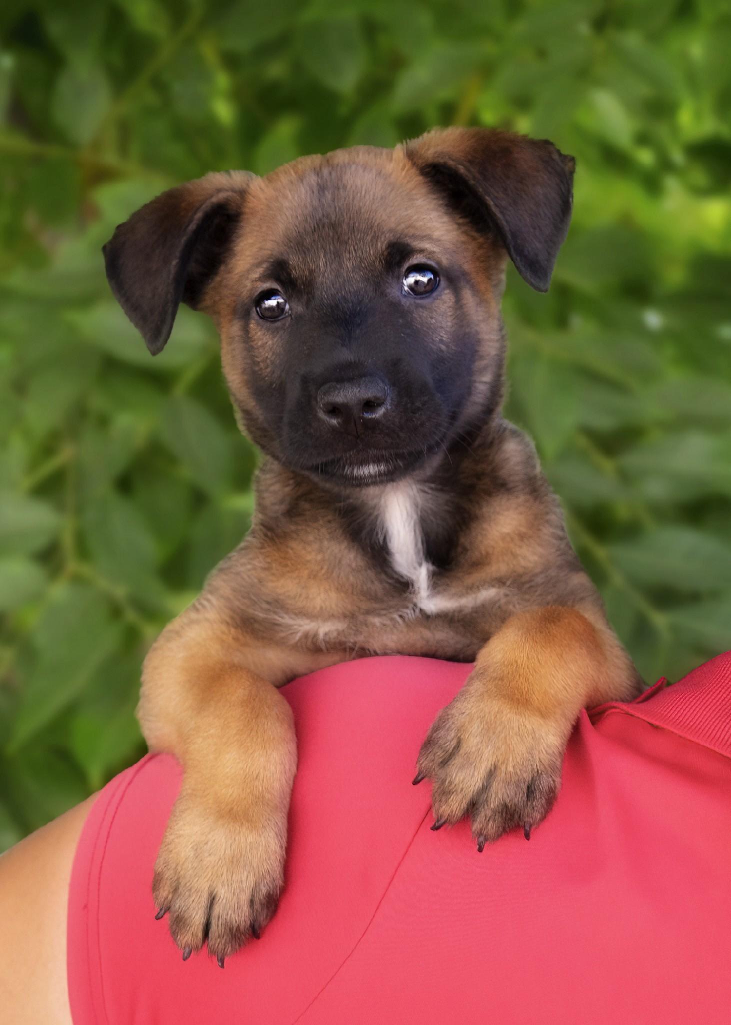 Sarge, Adopted, Puppy Male Belgian Shepherd / Malinois.