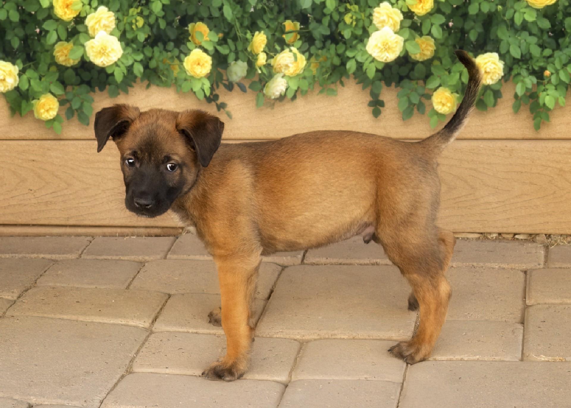 Sarge, a Adopted mixed breed in El Cajon, CA image 2/2