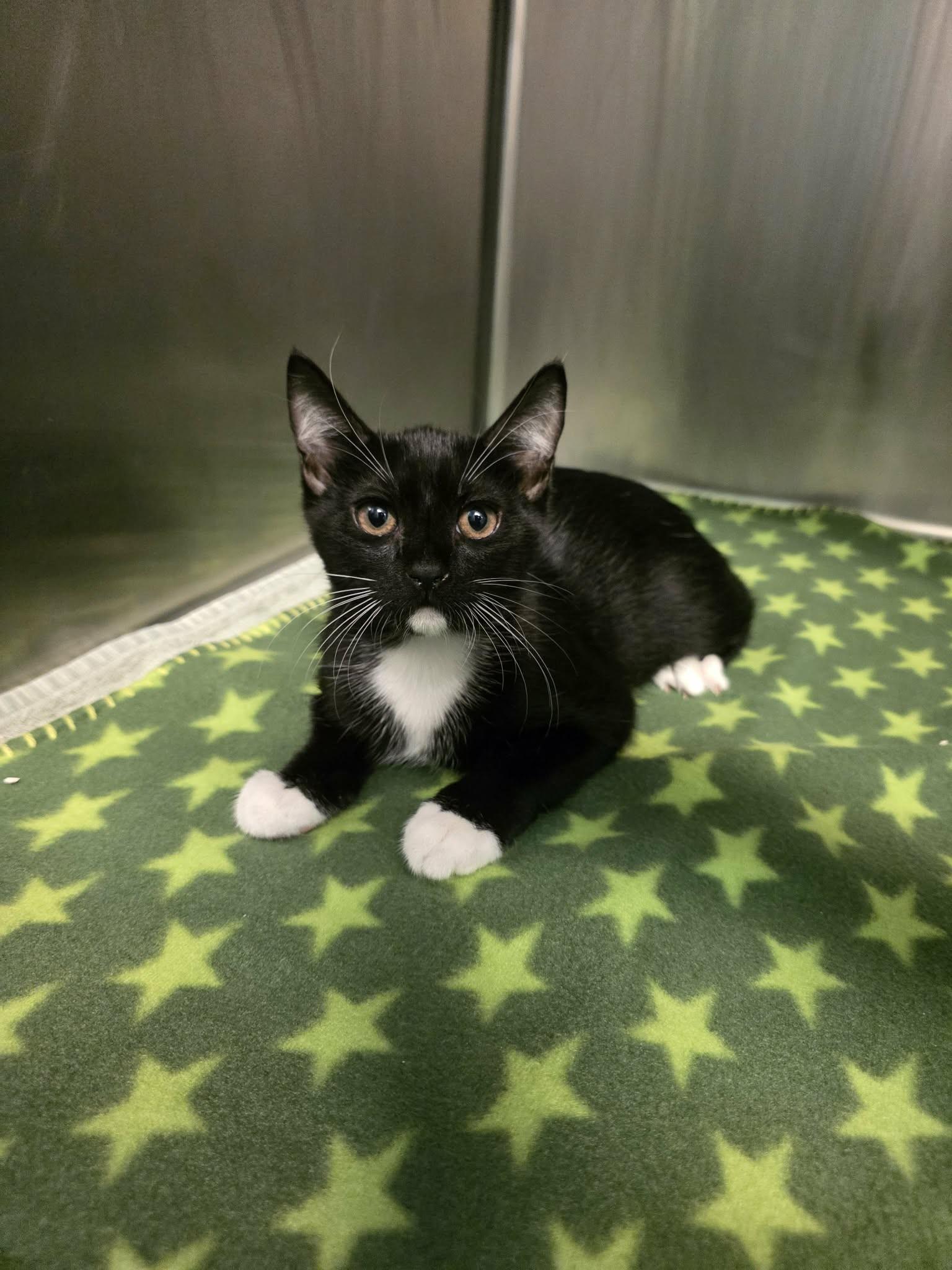 Enlarge Butters, a Adopted Domestic Short Hair in Umatilla, FL image 3/3