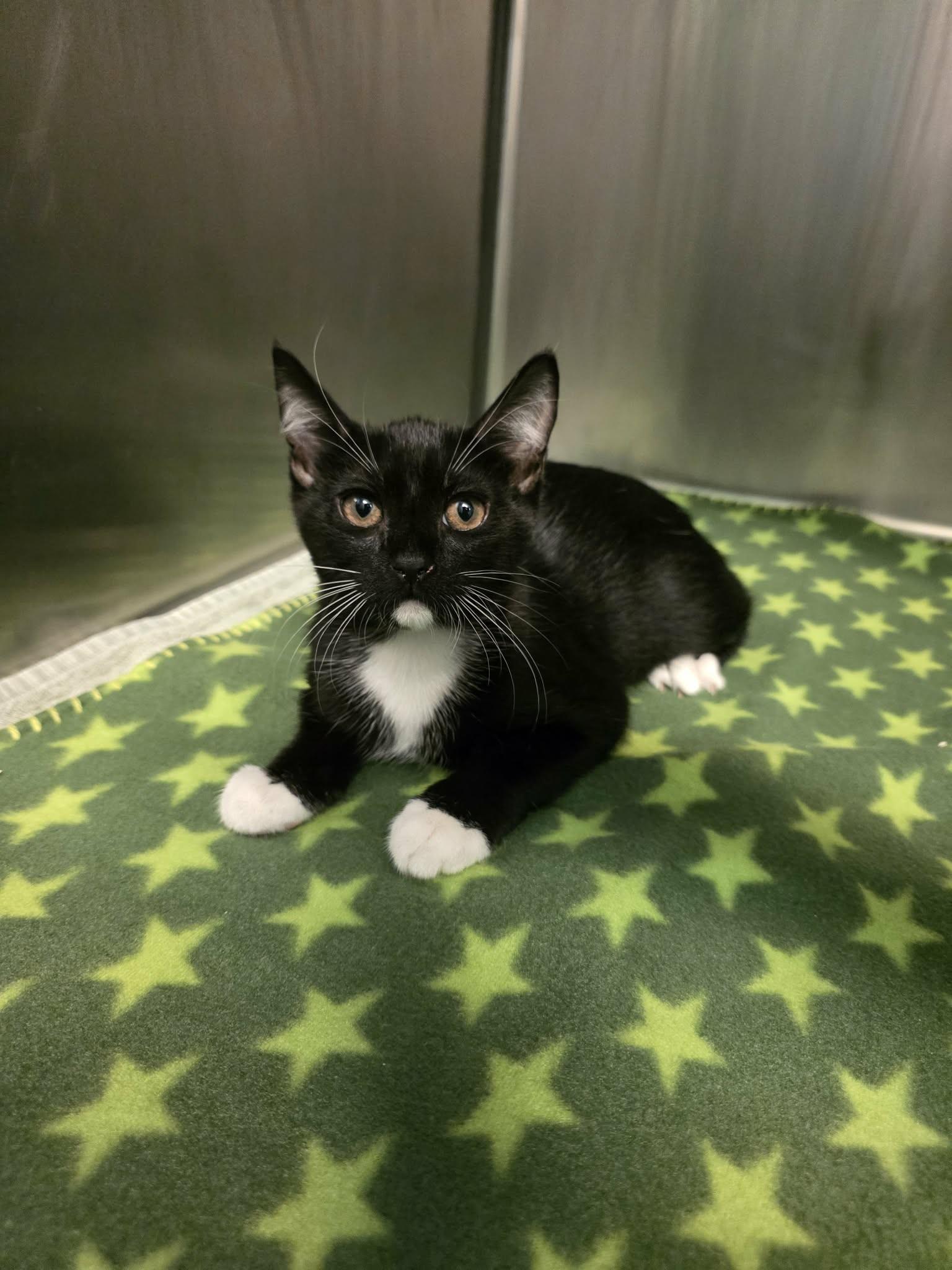 Butters, Adopted, Kitten Male Domestic Short Hair.