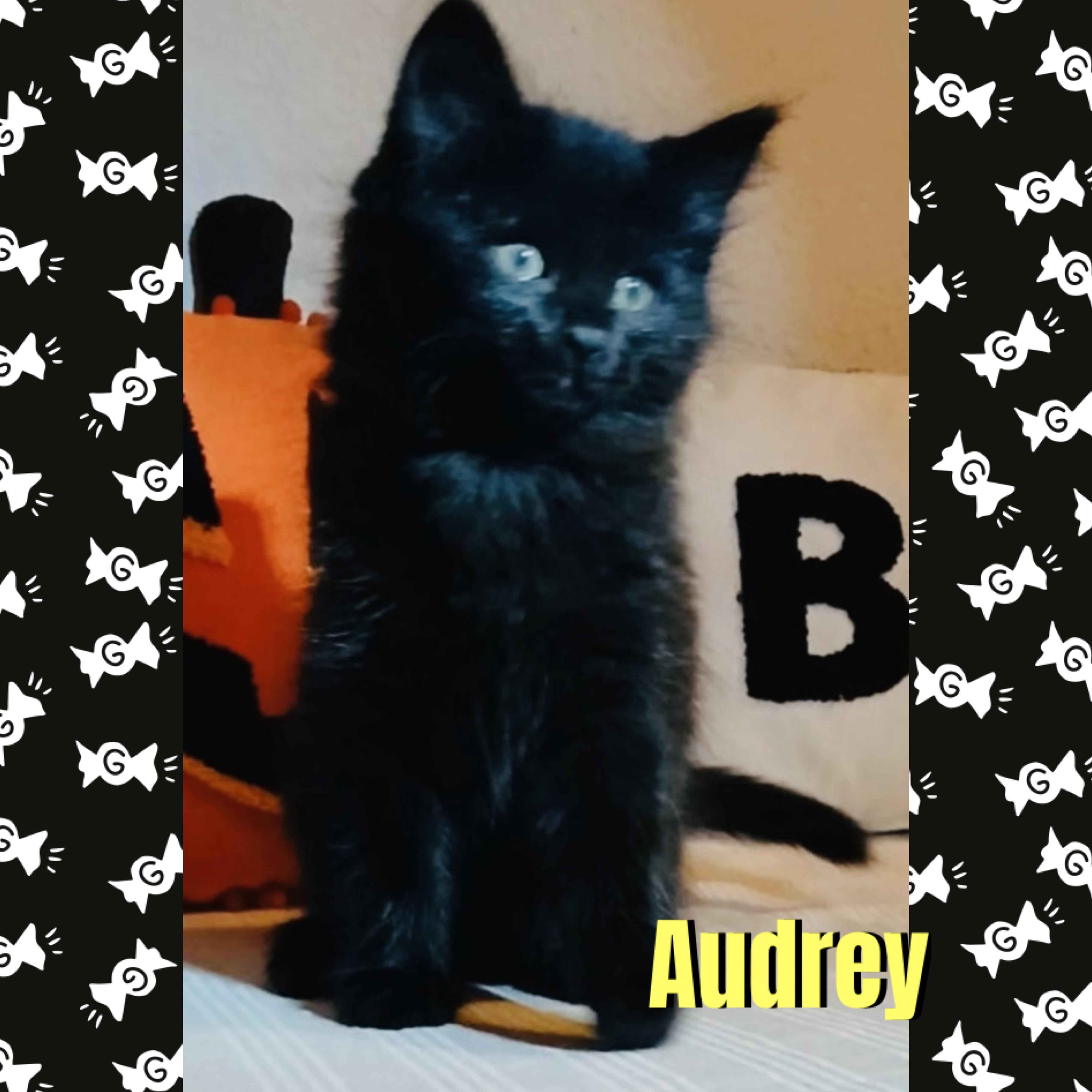 Enlarge Audrey, a Adoptable mixed breed in Red Lodge, MT image 1/2
