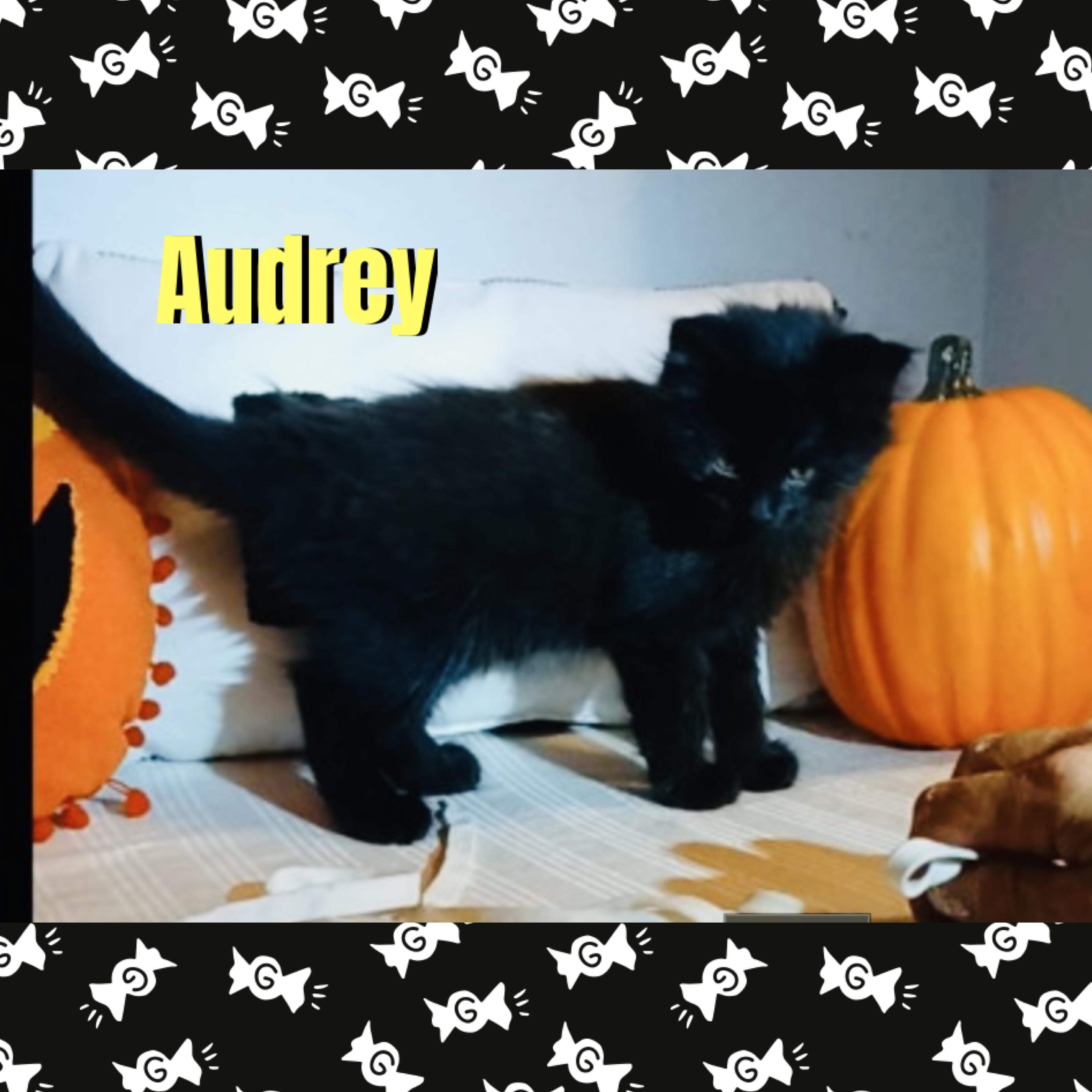 Enlarge Audrey, a Adoptable mixed breed in Red Lodge, MT image 2/2