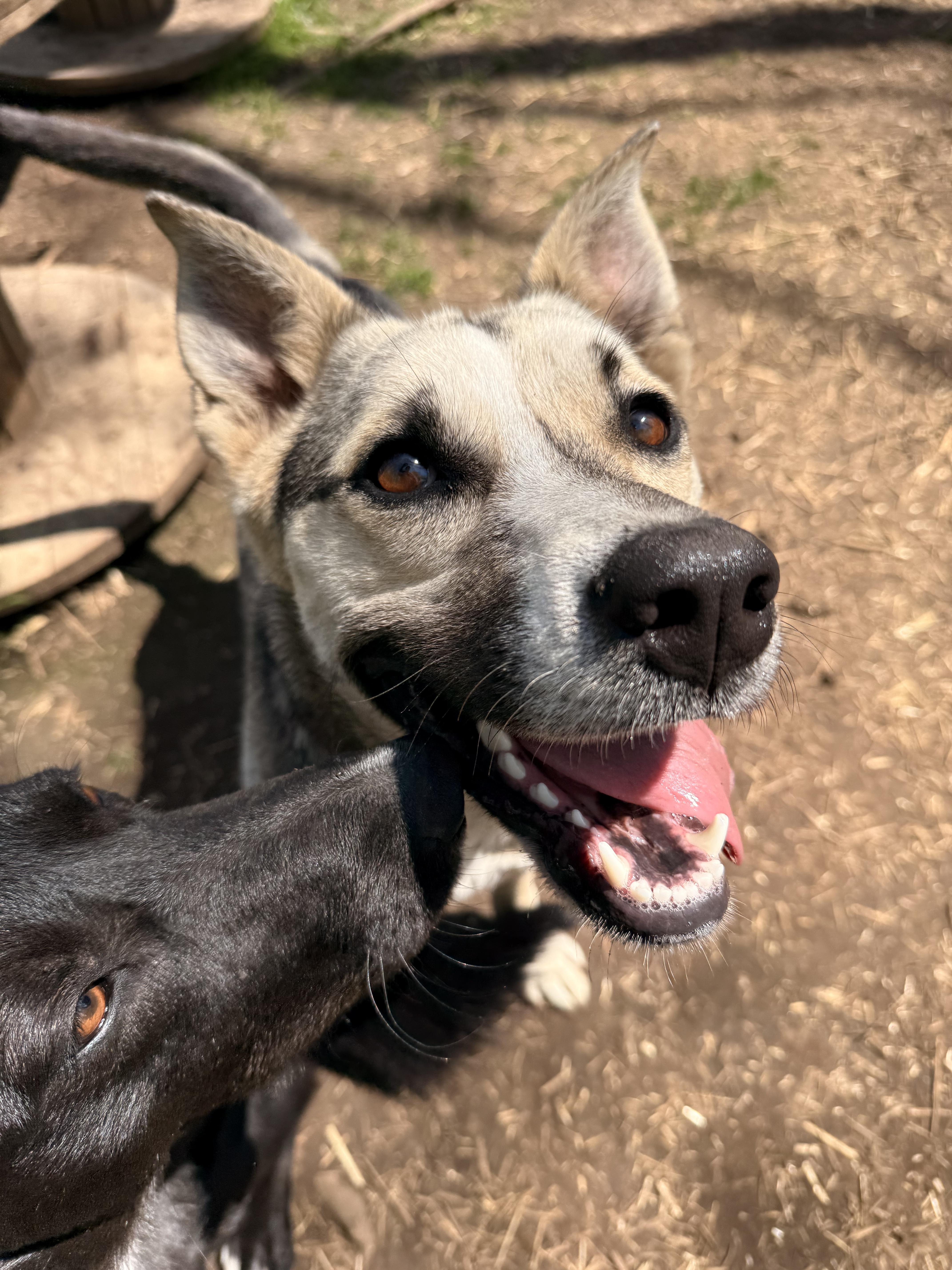 Elka, an adoptable German Shepherd Dog, Husky in Addison, ON, K0E 1A0 | Photo Image 3