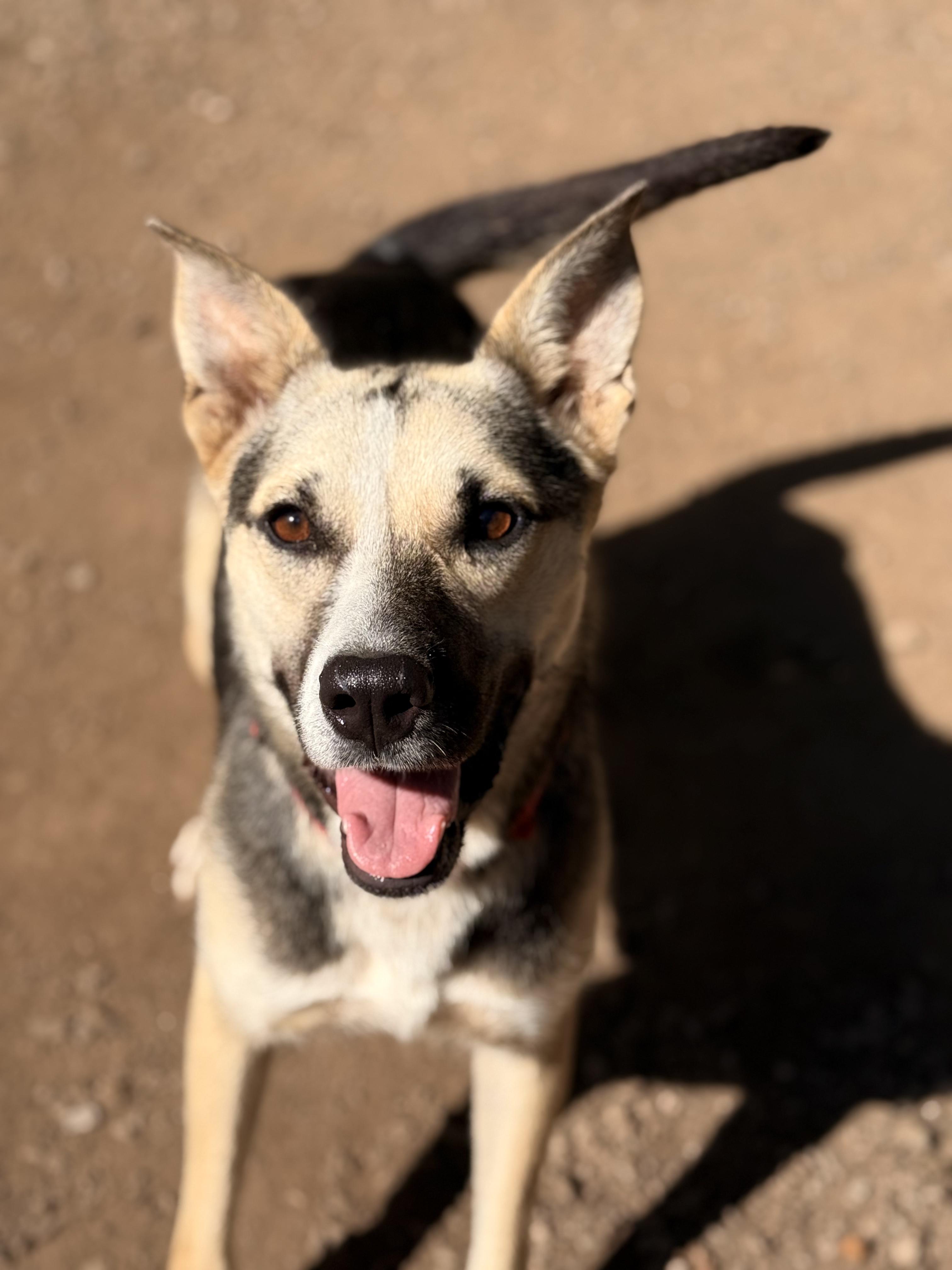 Elka, an adoptable German Shepherd Dog, Husky in Addison, ON, K0E 1A0 | Photo Image 1