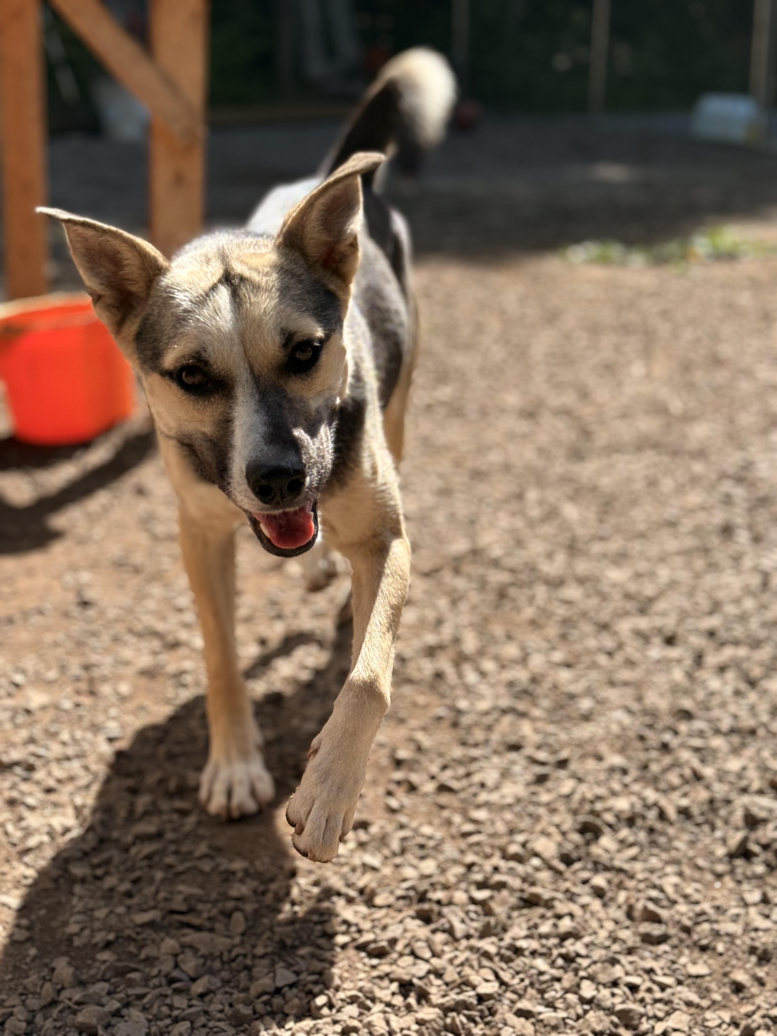 Elka, an adoptable German Shepherd Dog, Husky in Addison, ON, K0E 1A0 | Photo Image 4