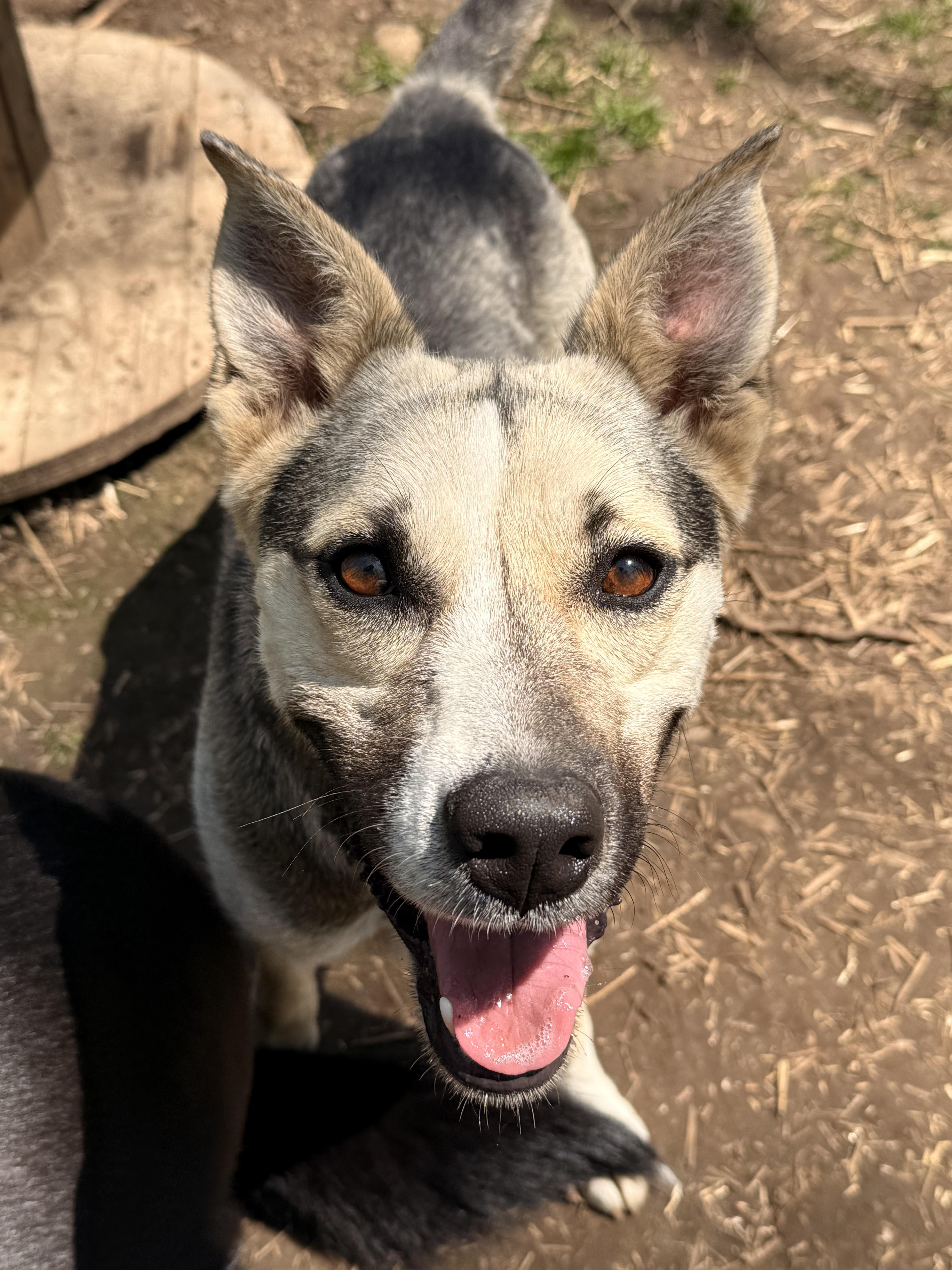Elka, an adoptable German Shepherd Dog, Husky in Addison, ON, K0E 1A0 | Photo Image 6