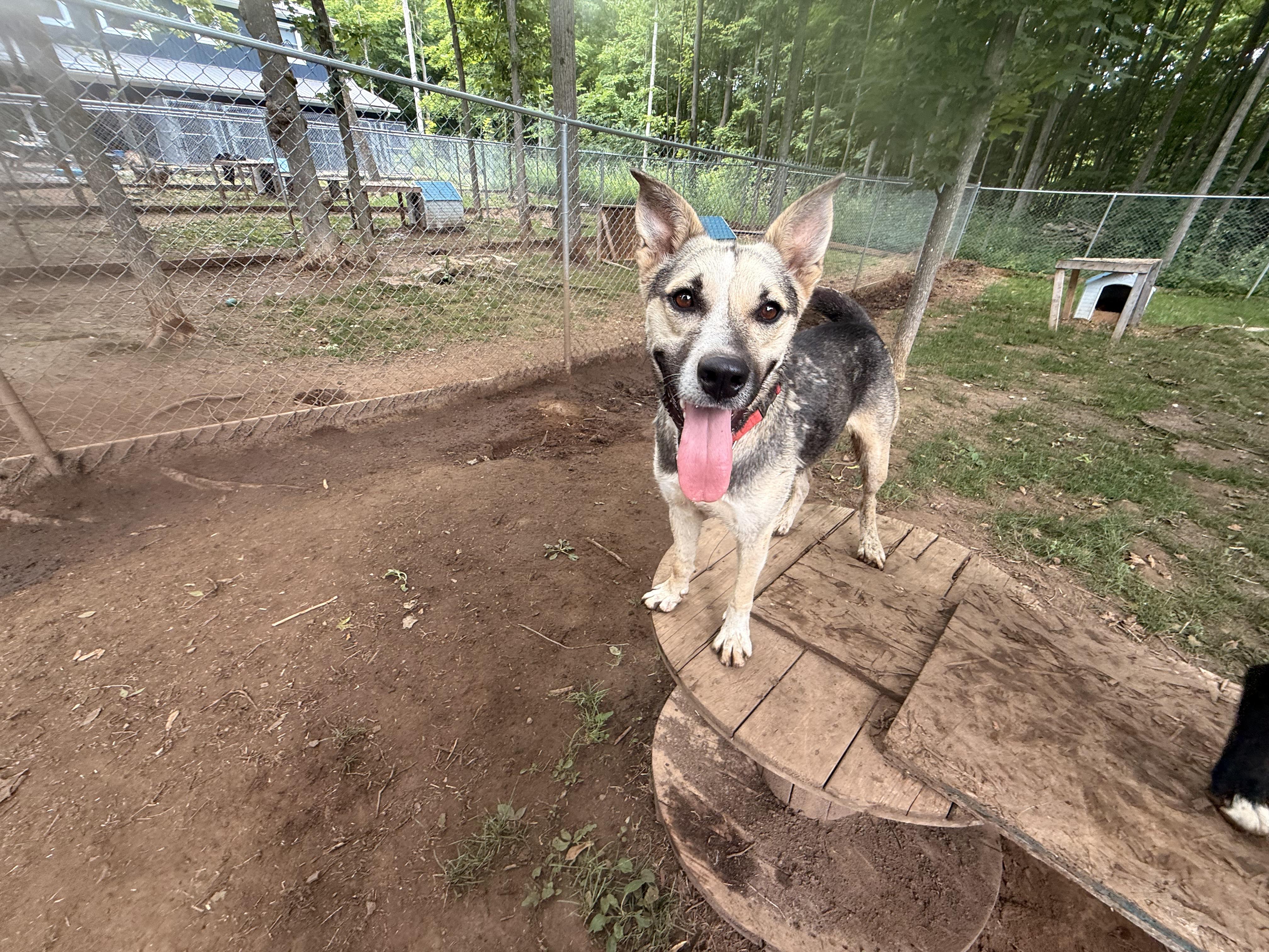 Elka, an adoptable German Shepherd Dog, Husky in Addison, ON, K0E 1A0 | Photo Image 2