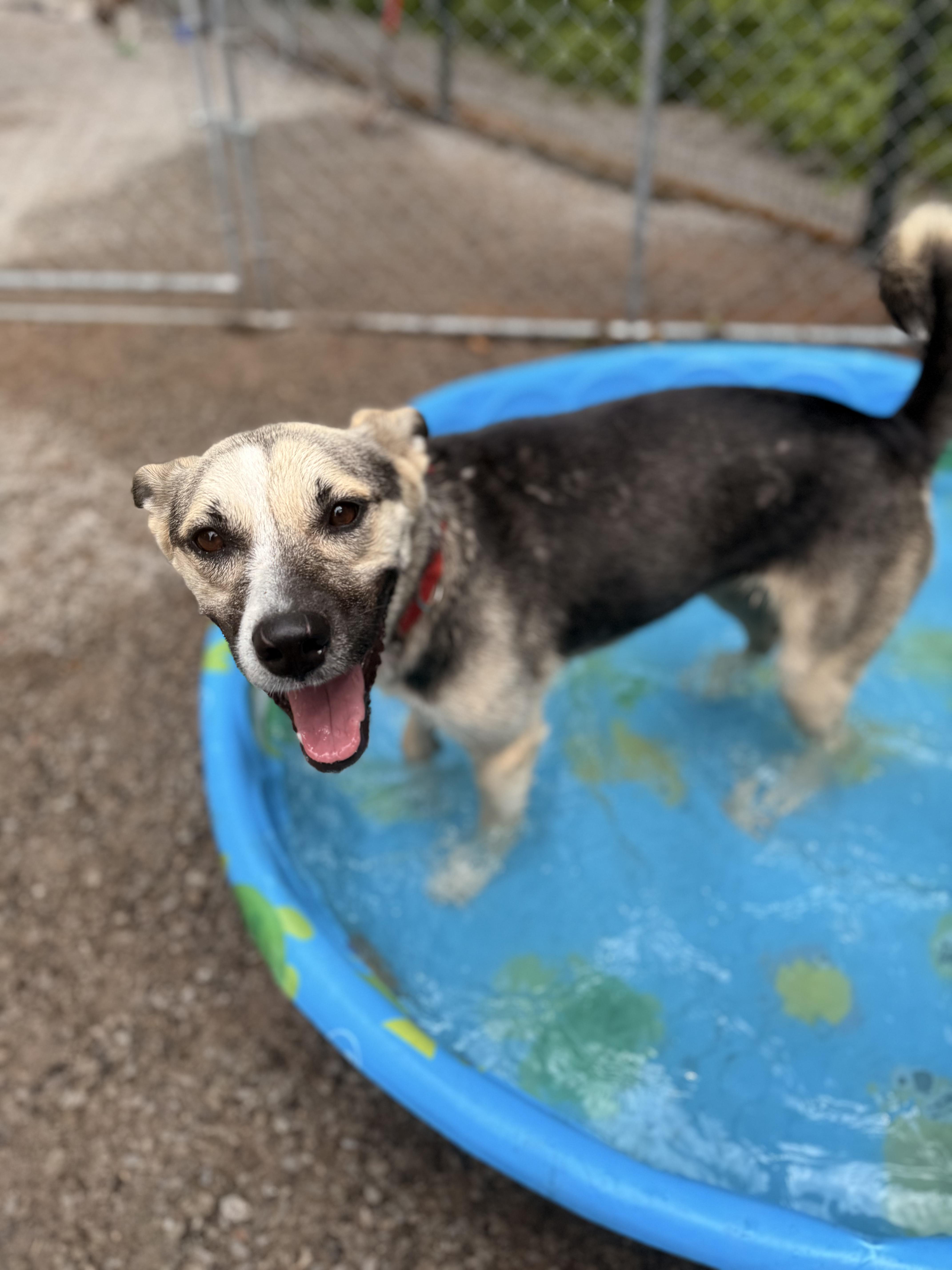 Elka, an adoptable German Shepherd Dog, Husky in Addison, ON, K0E 1A0 | Photo Image 5