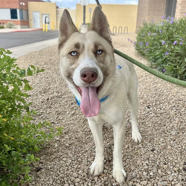 Enlarge LESTATT, a Adoptable Siberian Husky in Mesa, AZ image 1/1