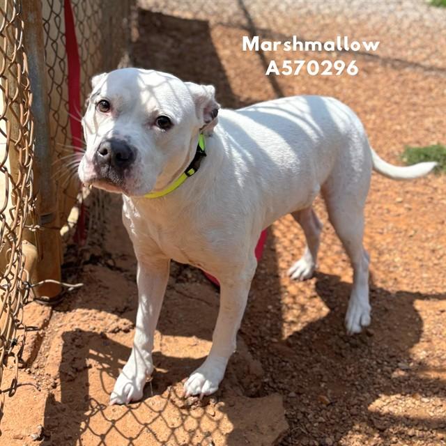 MARSHMELLOW, Adoptable, Young Female Pit Bull Terrier & American Bulldog.