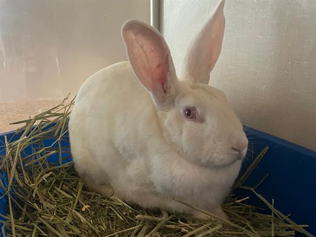 ROSIE, Adoptable, Adult Female New Zealand.