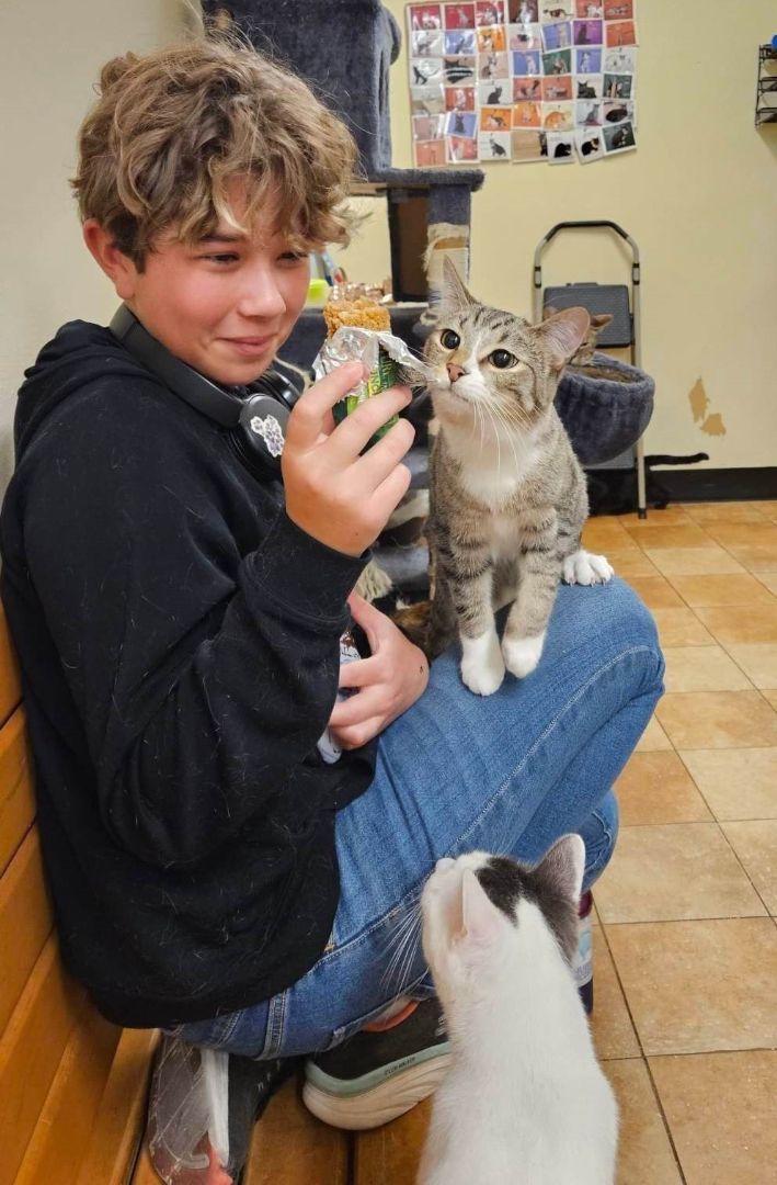 Enlarge DAMEON, a Adoptable mixed breed in HEMET, CA image 3/6