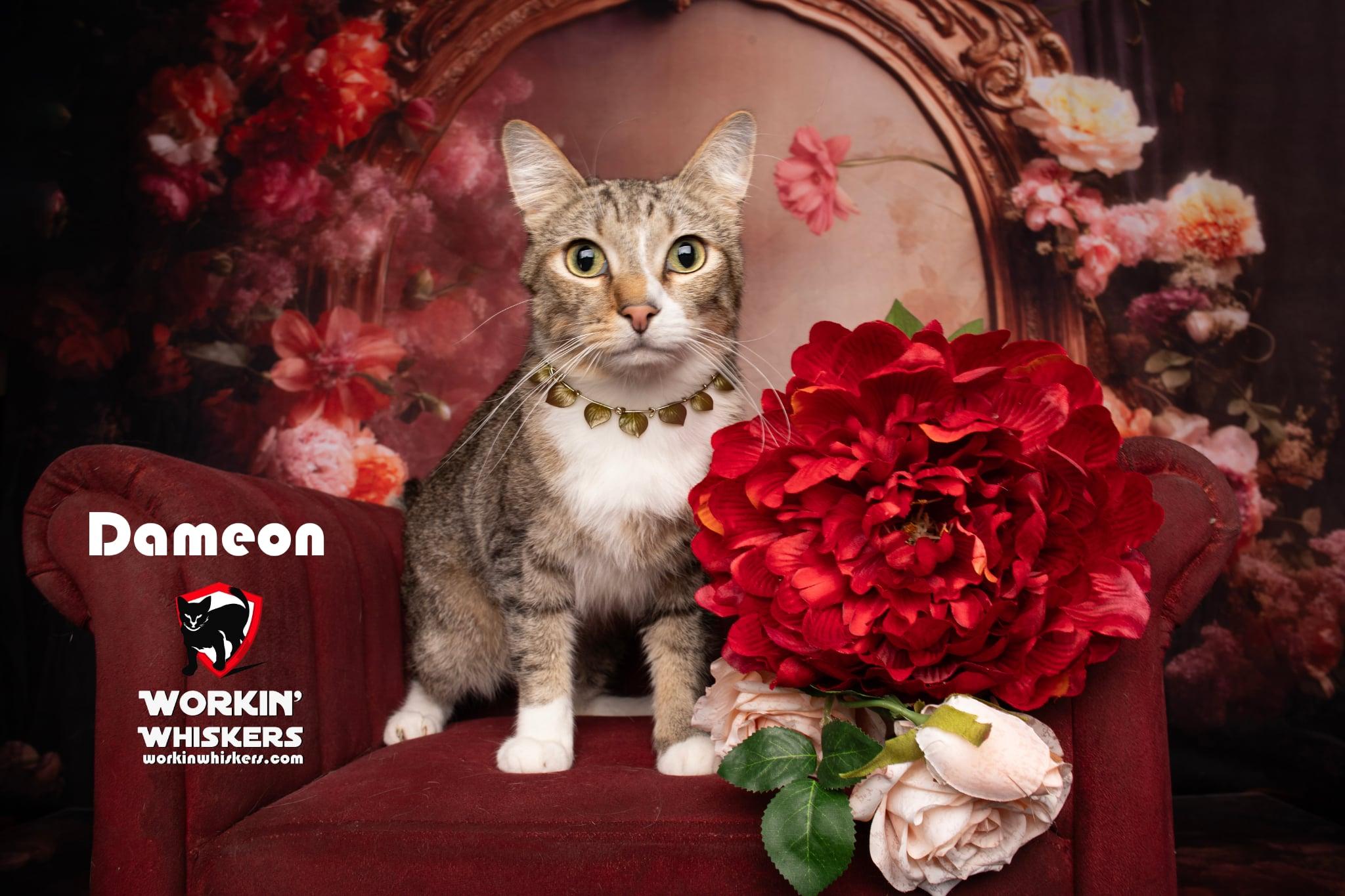 Enlarge DAMEON, a Adoptable mixed breed in Murrieta, CA image 1/6
