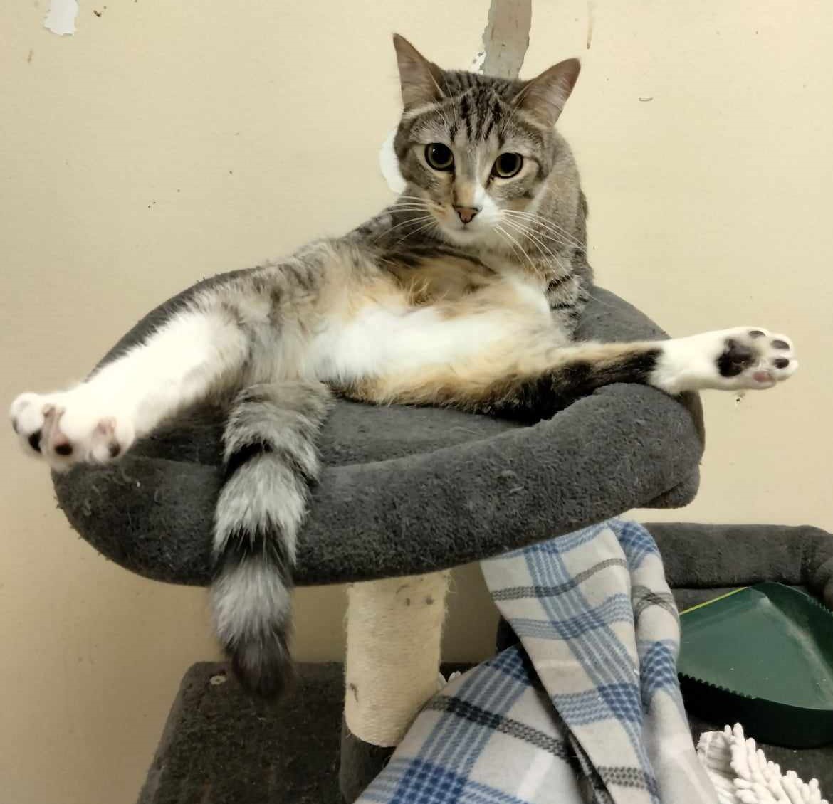 Enlarge DAMEON, a Adoptable mixed breed in HEMET, CA image 2/6