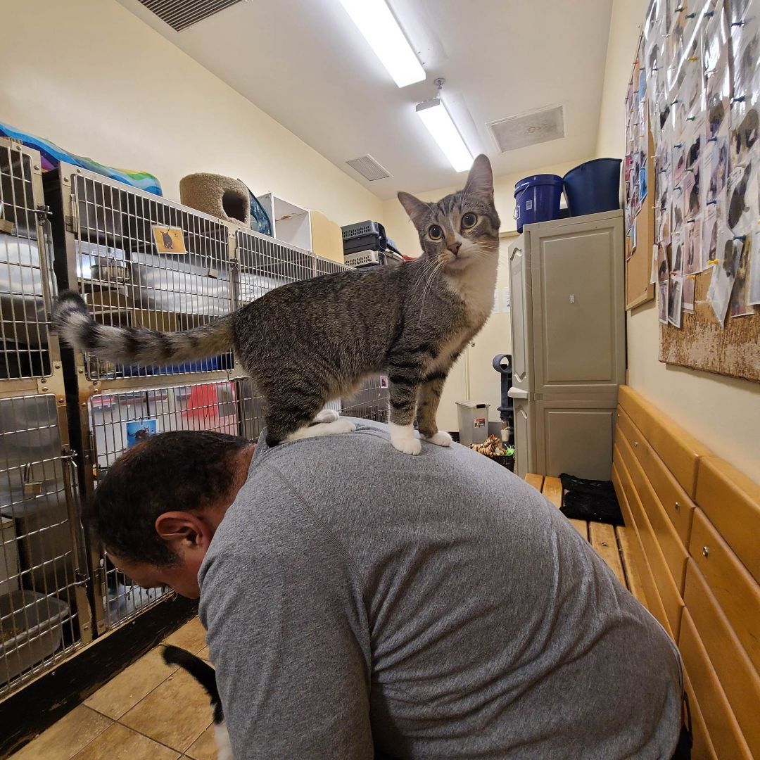 Enlarge DAMEON, a Adoptable mixed breed in HEMET, CA image 5/6