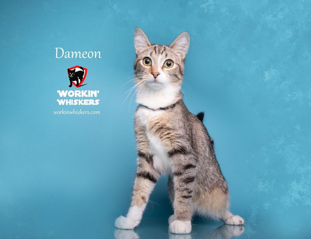 Enlarge DAMEON, a Adoptable mixed breed in HEMET, CA image 4/6