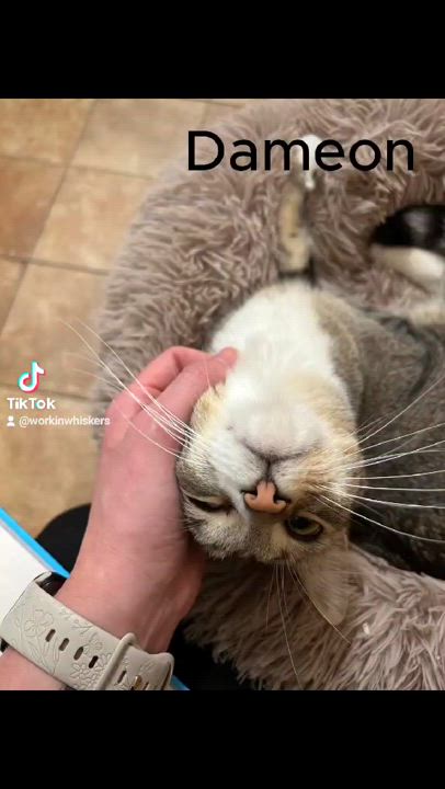 Enlarge DAMEON, a Adoptable mixed breed in HEMET, CA video 6/6