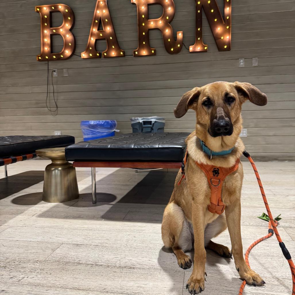 Primadonna Girl thumbnail 4