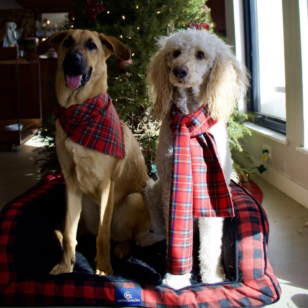 Primadonna Girl thumbnail 5