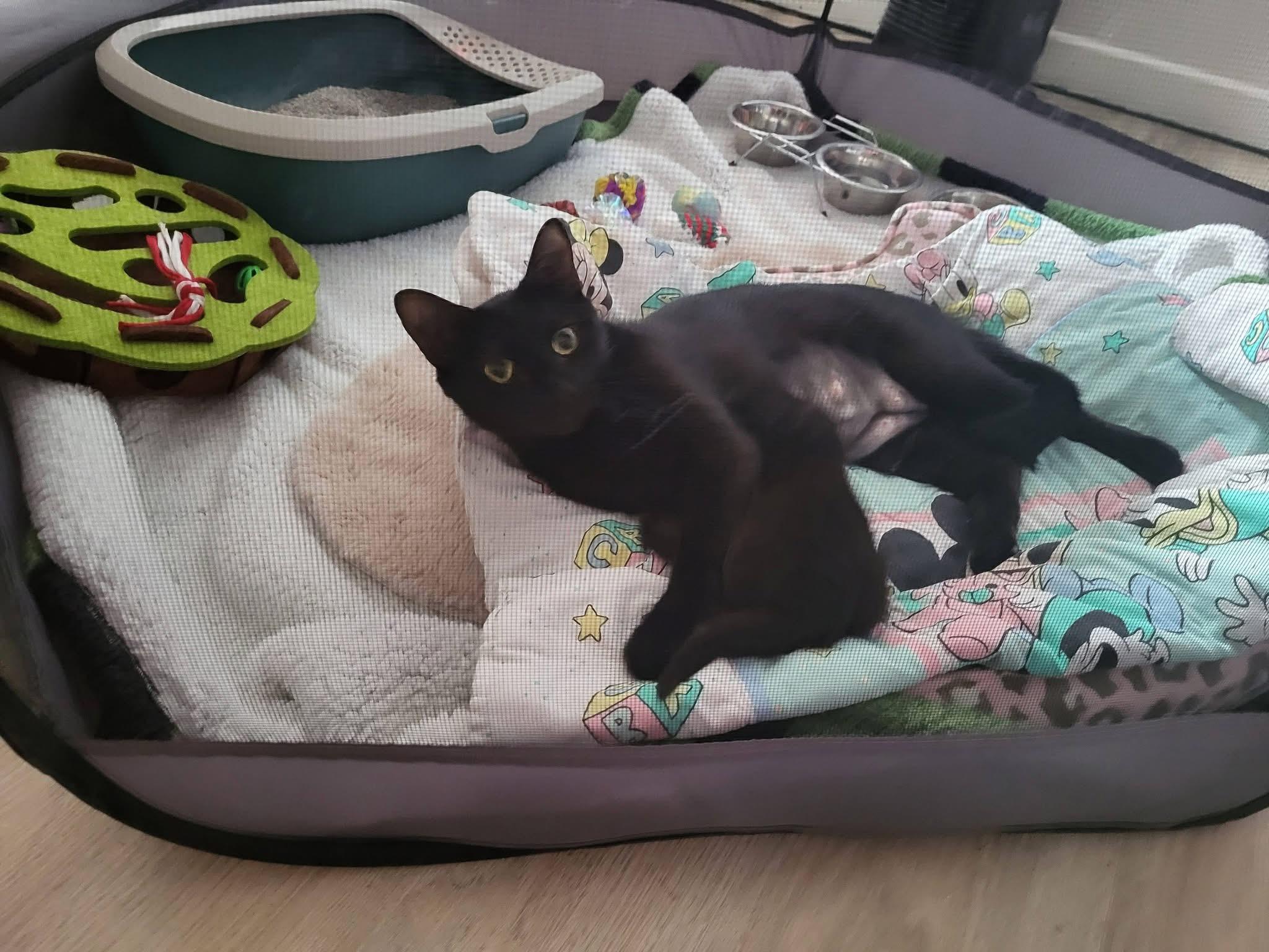 Raven, Adoptable, Adult Female Domestic Short Hair.
