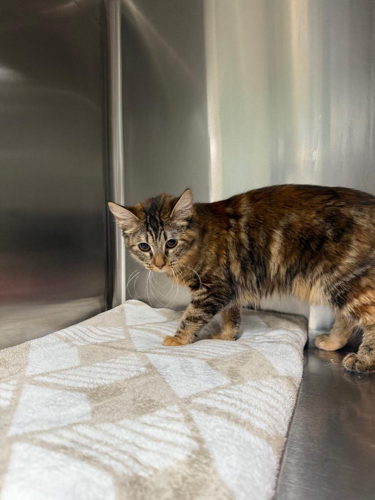 Meowisha, Adoptable, Young Female Domestic Long Hair.