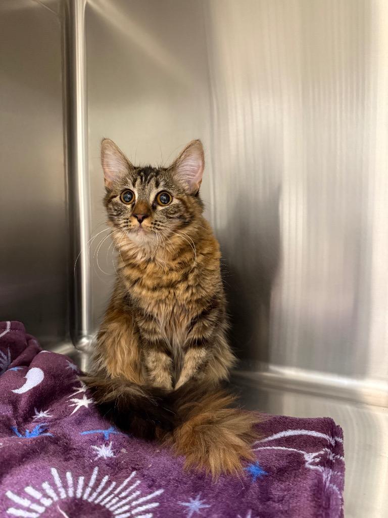 Enlarge Meowisha, a Adoptable mixed breed in Twentynine Palms, CA image 2/3