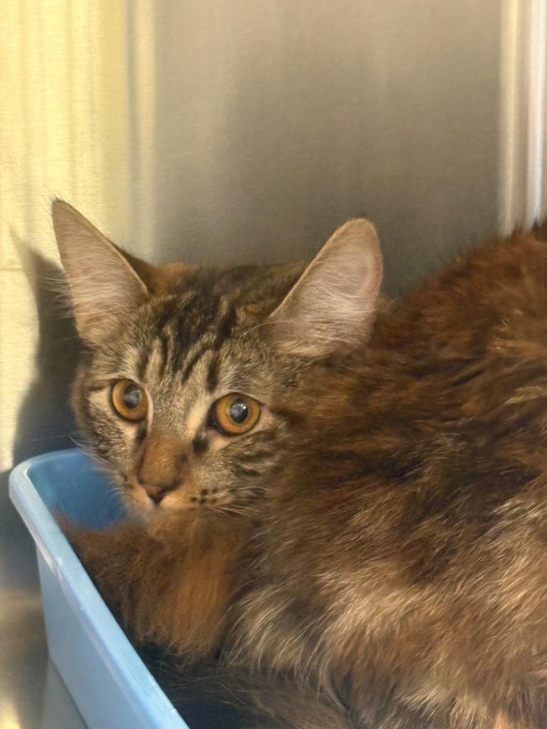 Enlarge Meowisha, a Adoptable mixed breed in Twentynine Palms, CA image 3/3