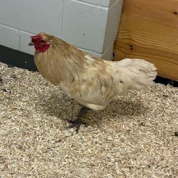 Phillip, Adoptable, Young Male Chicken & Chicken.