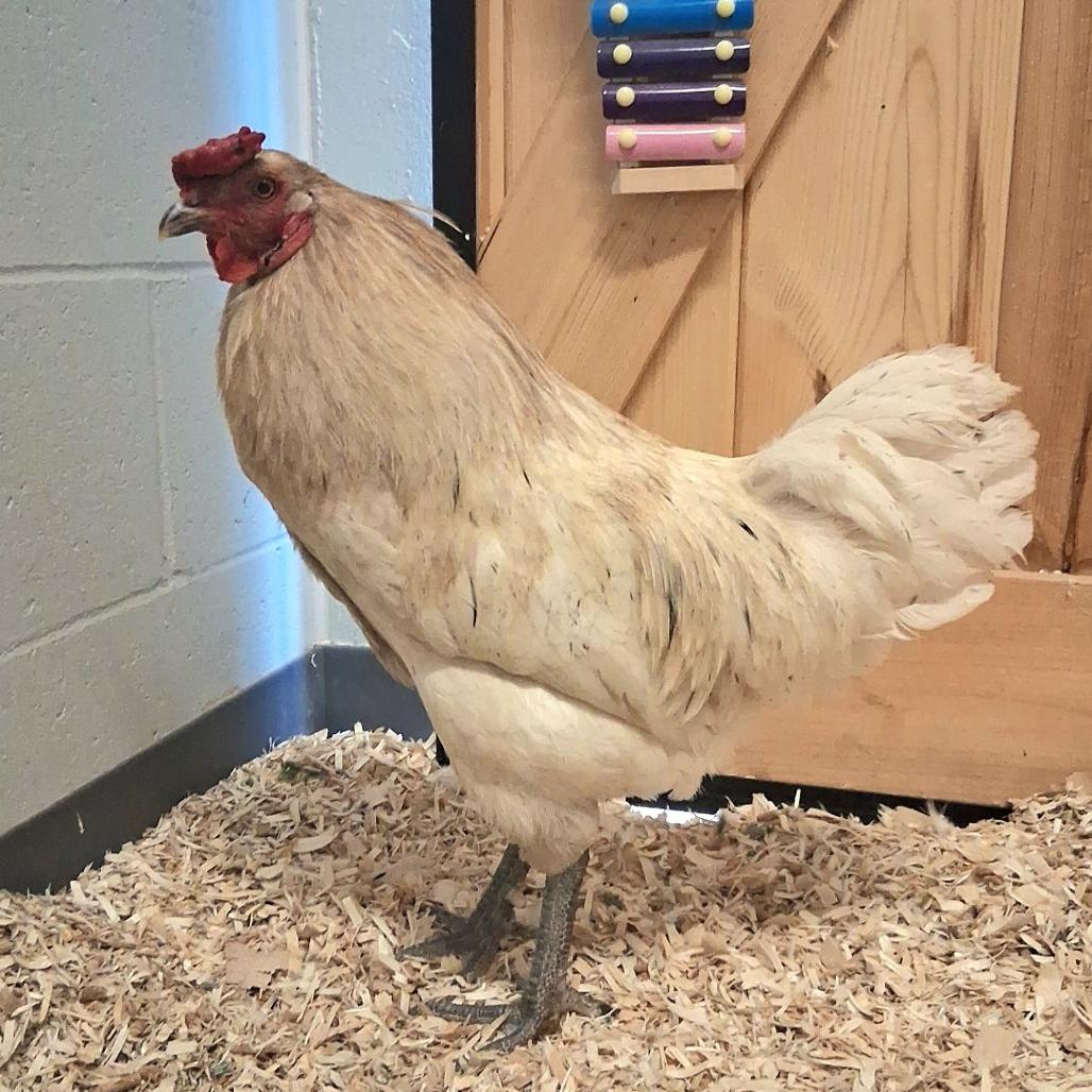 Enlarge Phillip, a Adoptable mixed breed in Dayton, OH image 2/5