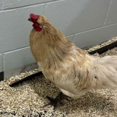 Enlarge Phillip, a Adoptable mixed breed in Dayton, OH image 3/5