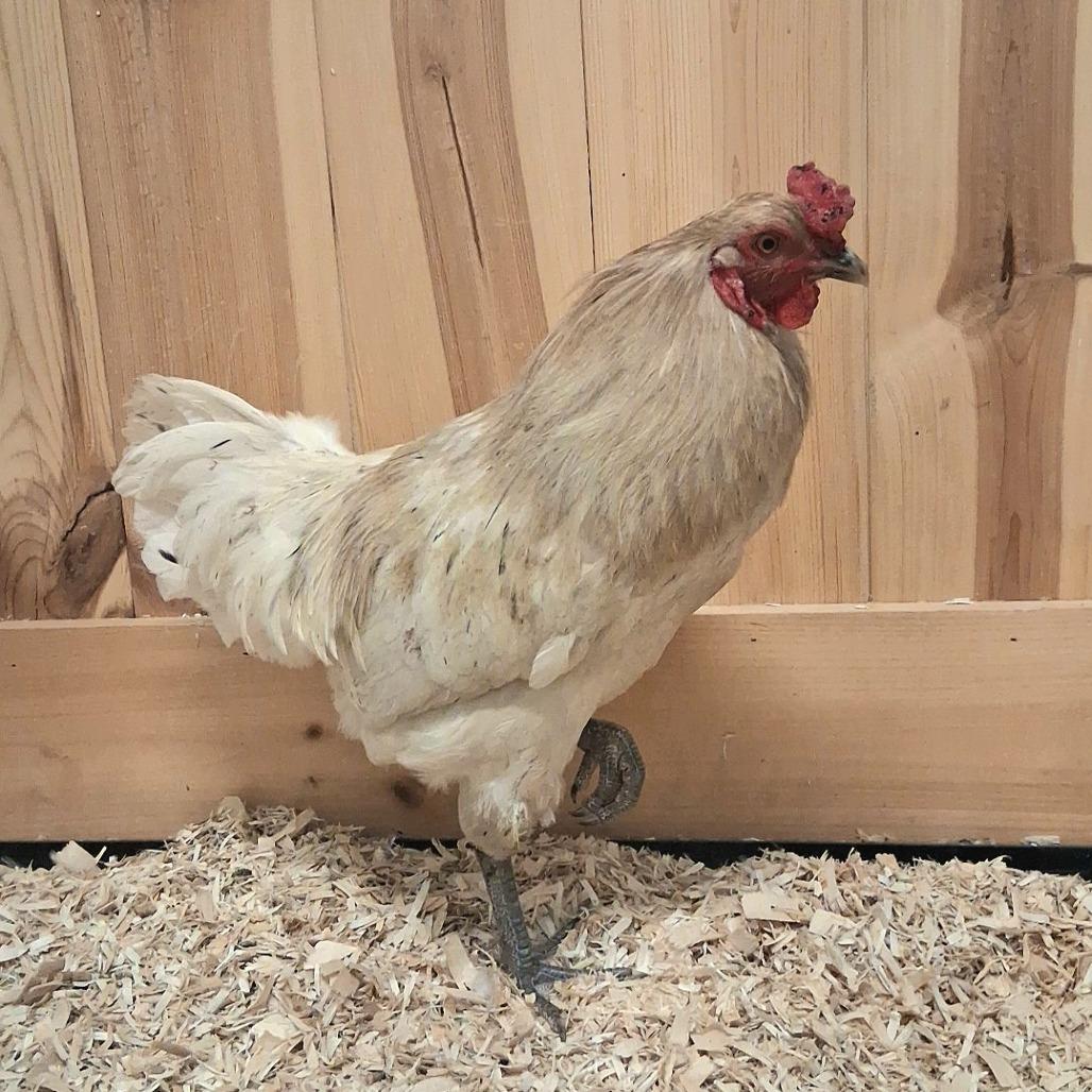 Enlarge Phillip, a Adoptable mixed breed in Dayton, OH image 4/5