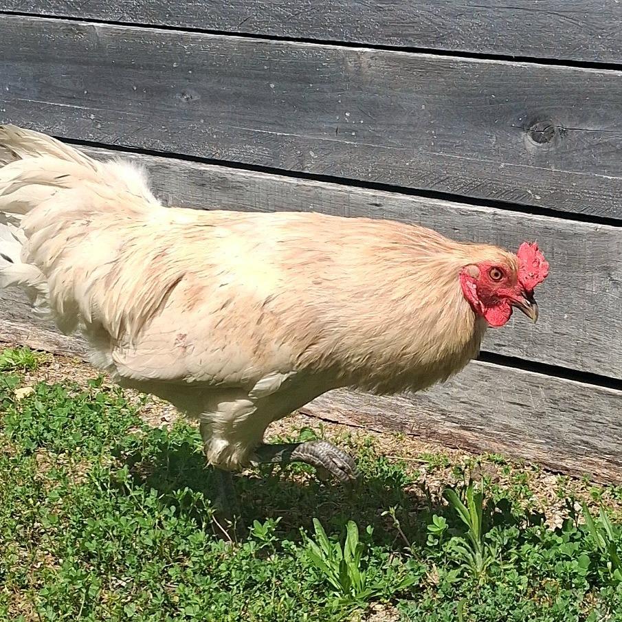 Enlarge Phillip, a Adoptable mixed breed in Dayton, OH image 5/5