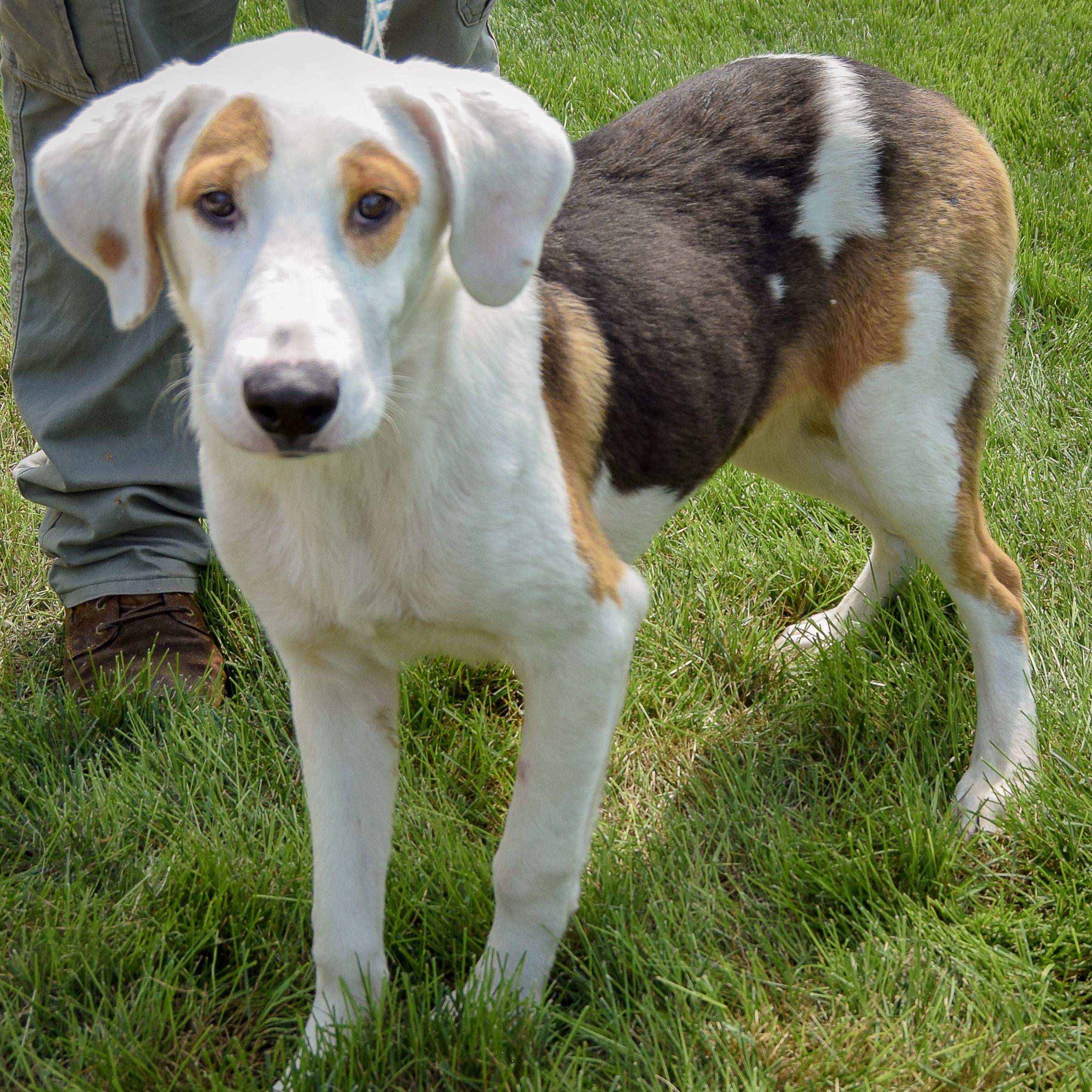 Enlarge Cornball, an adopted mixed breed in Huntley, IL image 2/4