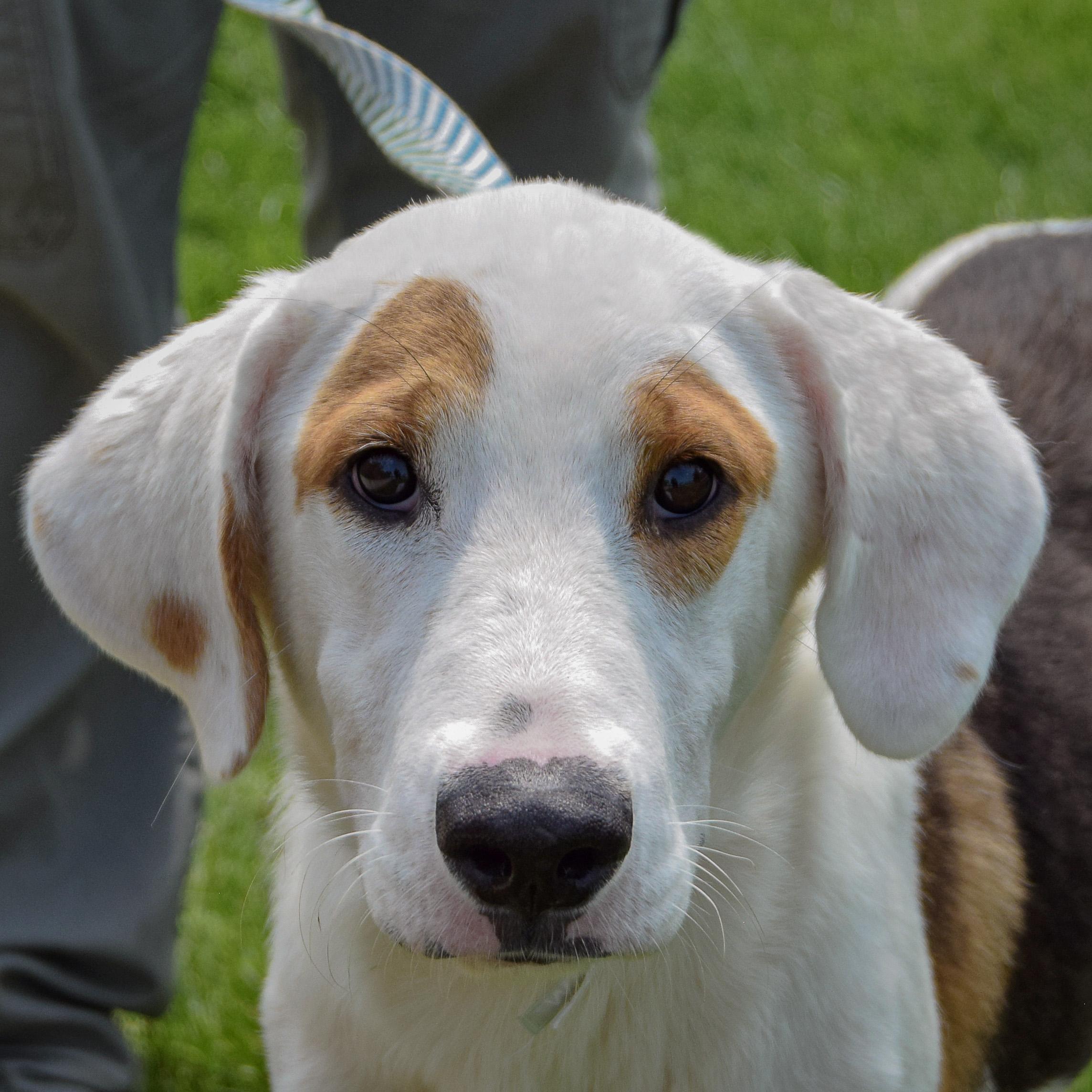 Cornball, adopted, Puppy Male American Foxhound & Labrador Retriever.
