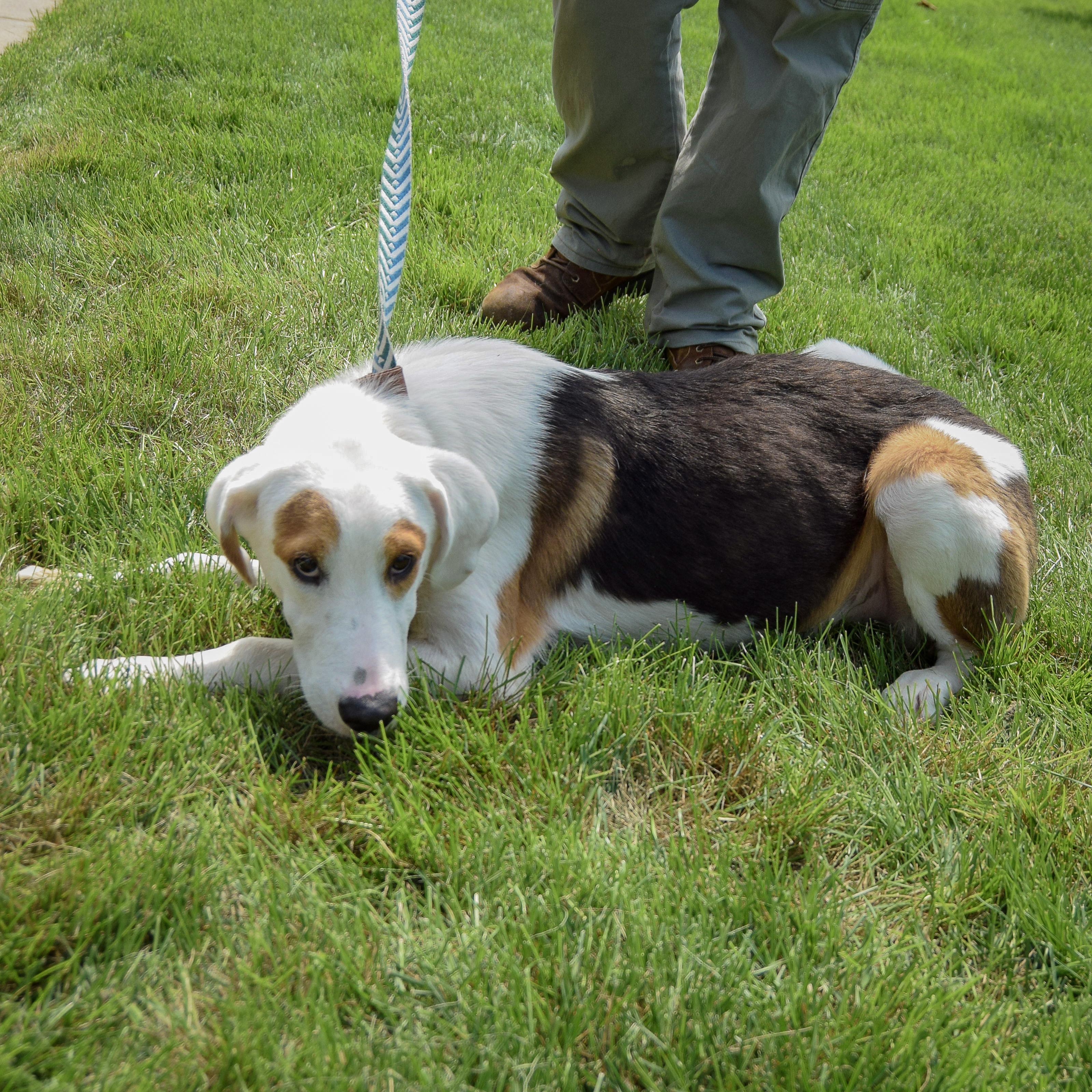 Enlarge Cornball, an adopted mixed breed in Huntley, IL image 3/4