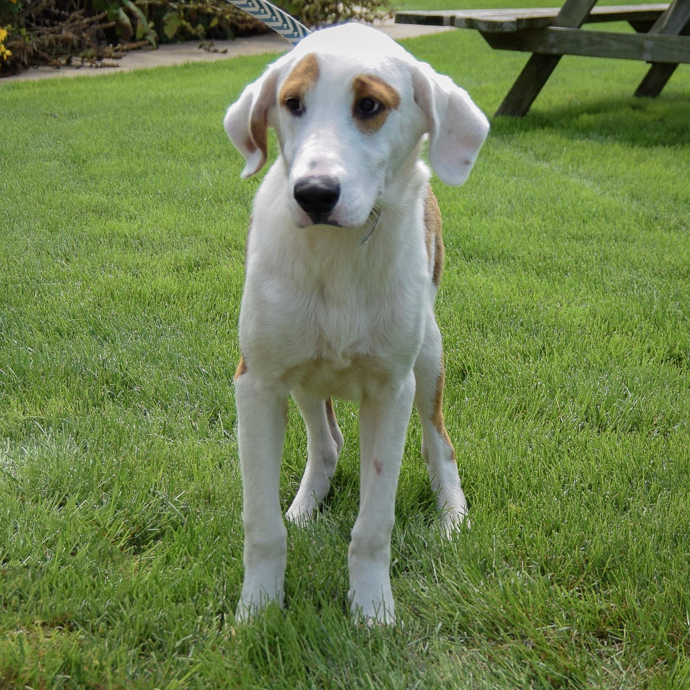 Enlarge Cornball, an adopted mixed breed in Huntley, IL image 4/4