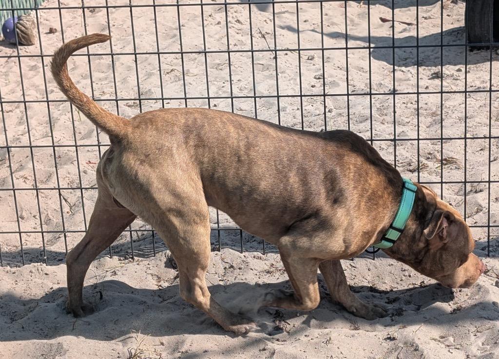 Tiger-Good Young Boy!, a Adoptable mixed breed in Fort Myers, FL image 1/4