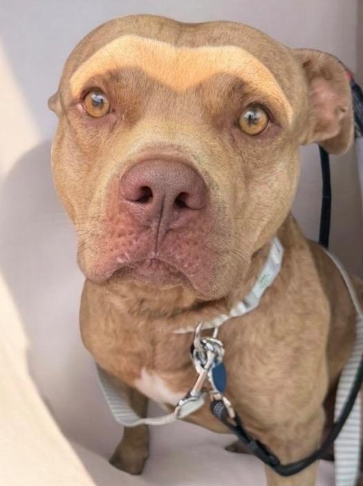 Tiger-Good Young Boy!, a Adoptable mixed breed in Fort Myers, FL image 2/4
