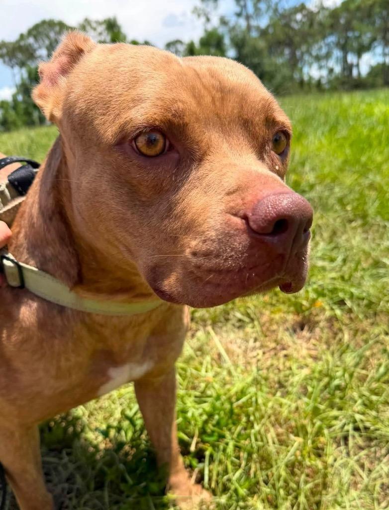 Enlarge Tiger-Sponsored Fee-Very Good Boy!, a Adoptable mixed breed in Fort Myers, FL image 3/5