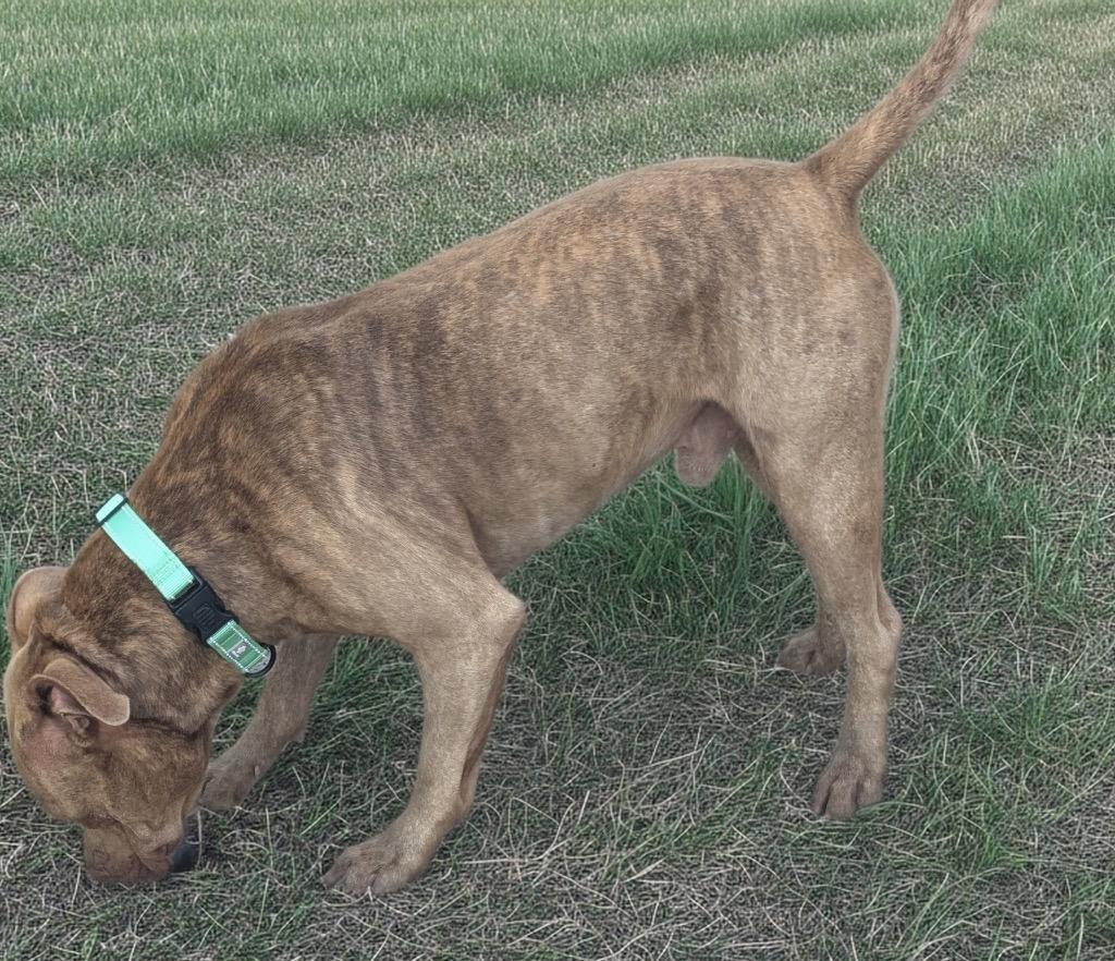 Tiger-Good Young Boy!, a Adoptable mixed breed in Fort Myers, FL image 3/4