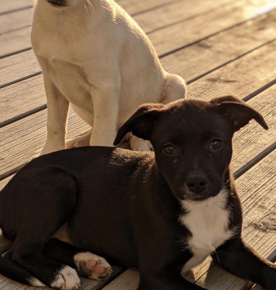 Enlarge Bubbles, a ADOPTABLE mixed breed in Los Angeles, CA image 4/6