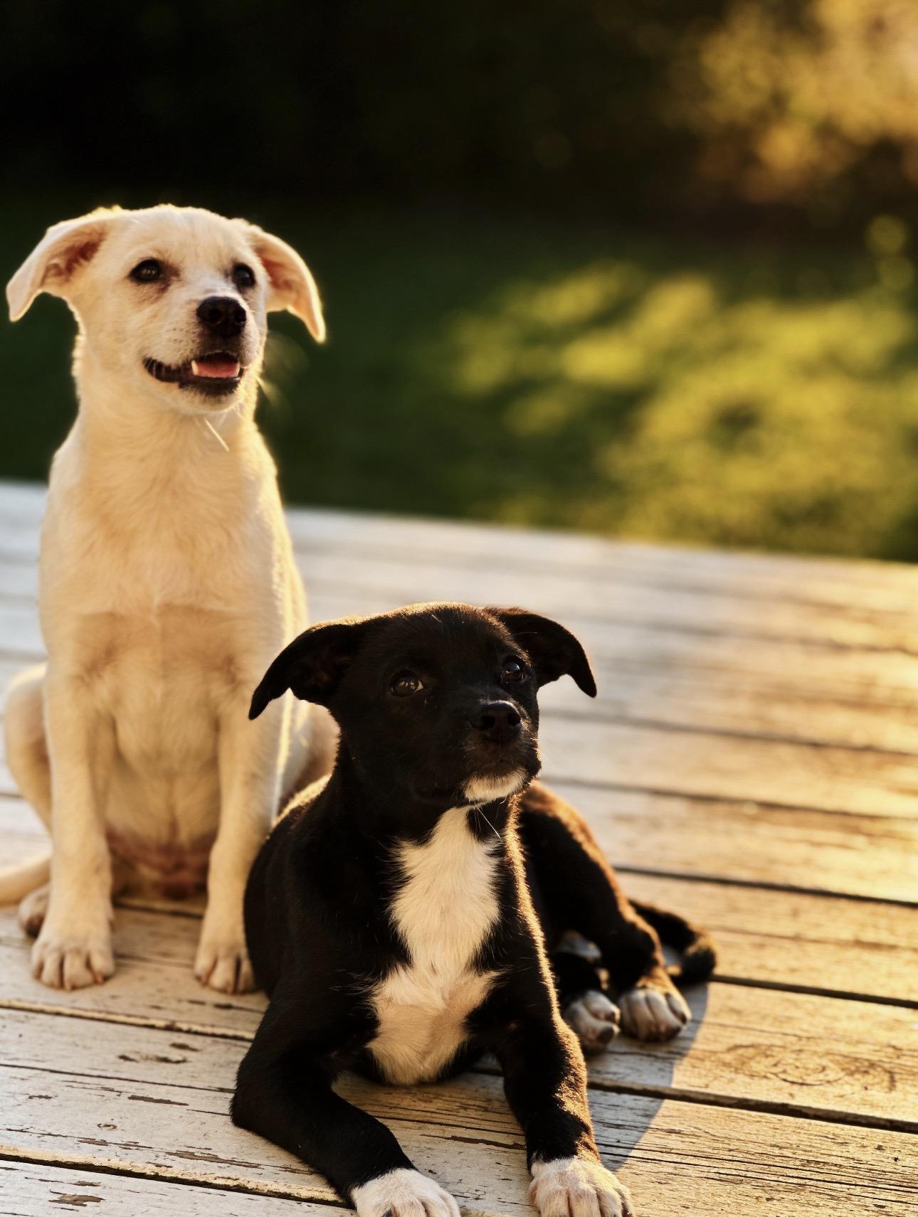 Enlarge Bubbles, a ADOPTABLE mixed breed in Los Angeles, CA image 1/6