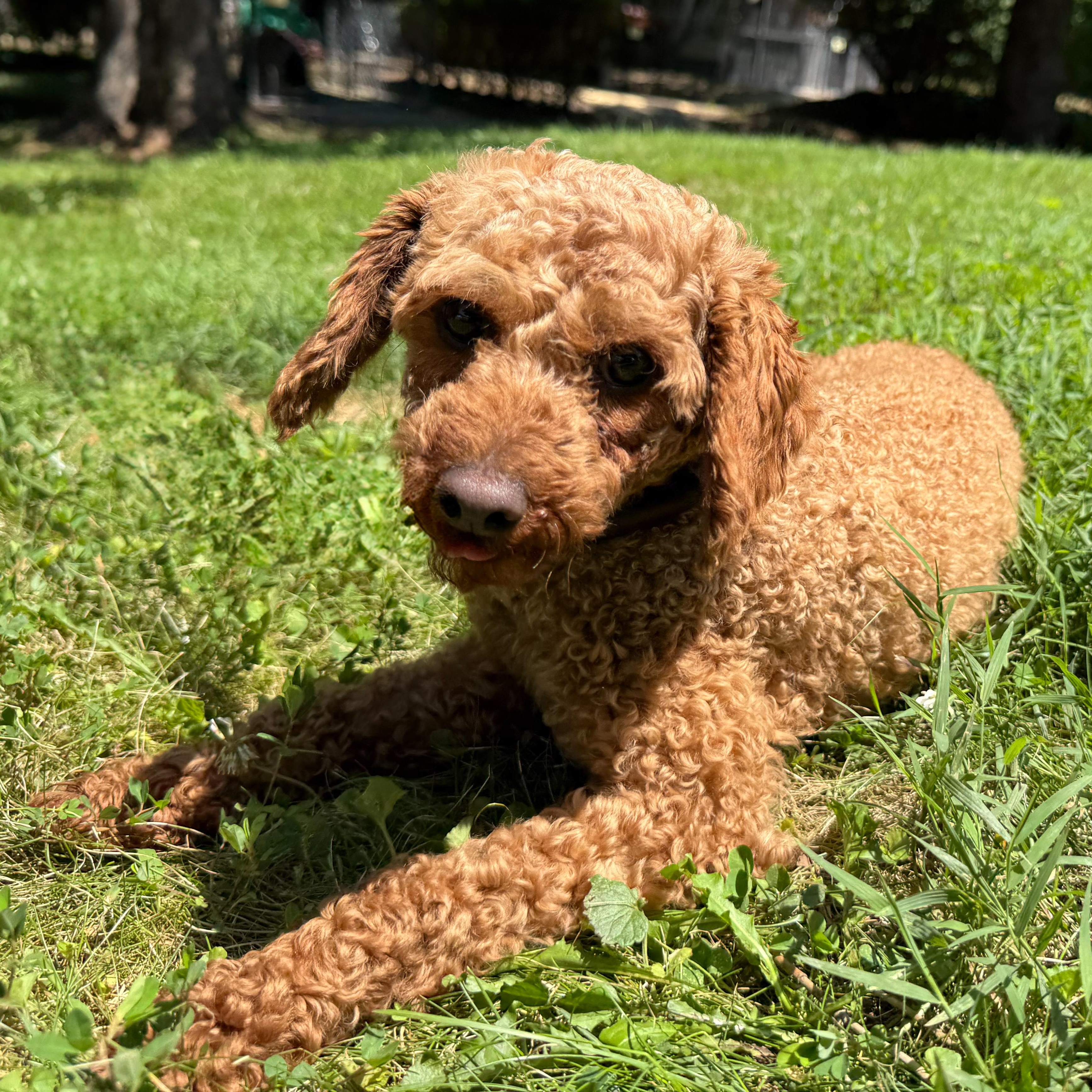 Gidget, Adult Female unknown